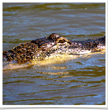 Alligator - Crusing